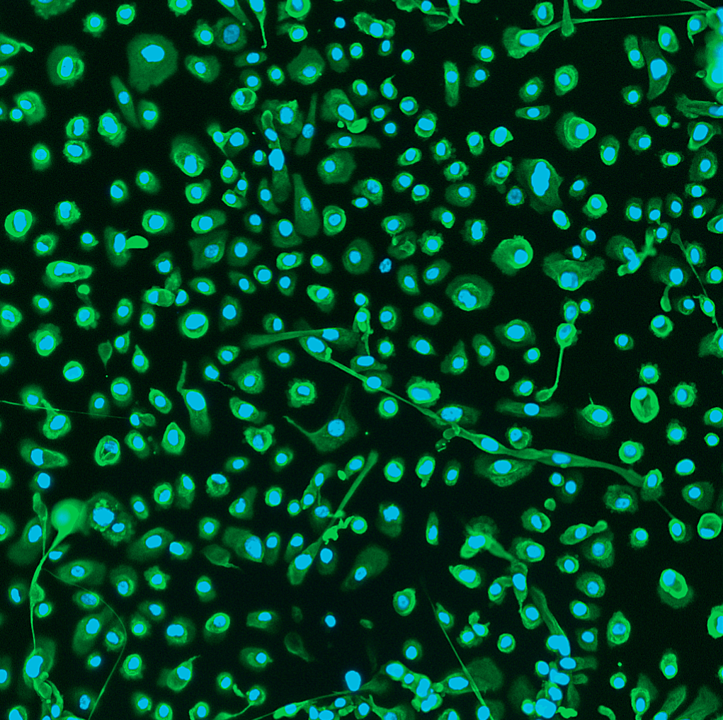 Primary Cell Portfolio