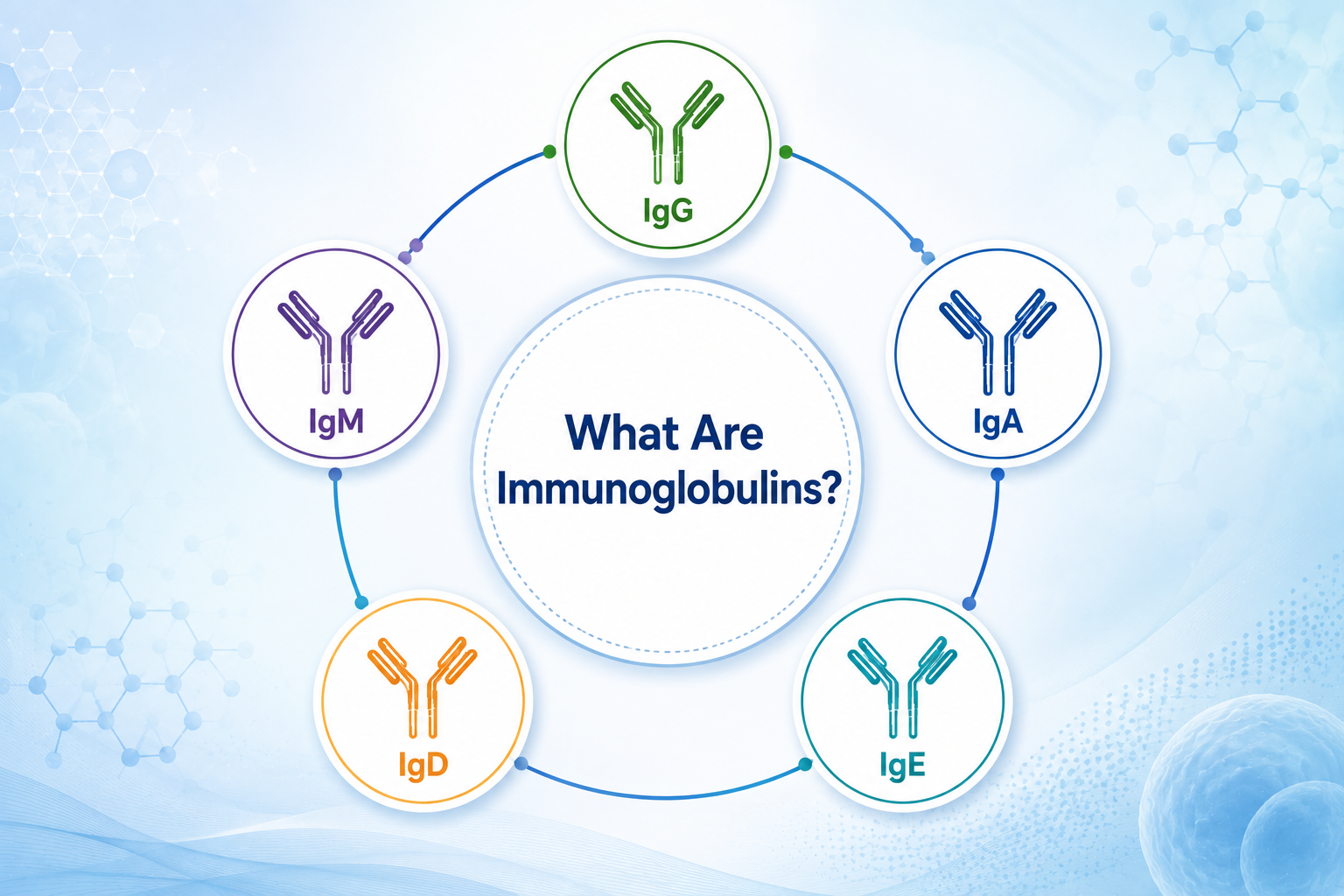 What Are Immunoglobulins