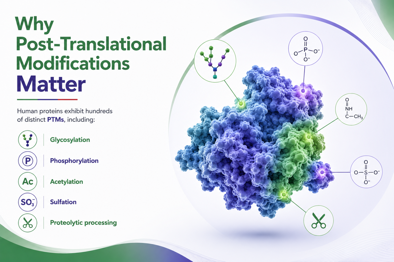Why Post-Translational Modifications Matter