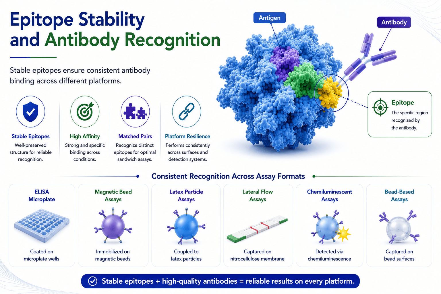 Epitope Stability and Antibody Recognition