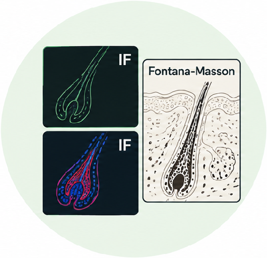 Functional markers and Melanin content