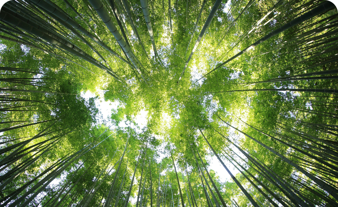 View from below through a dense forest up toward the sky.