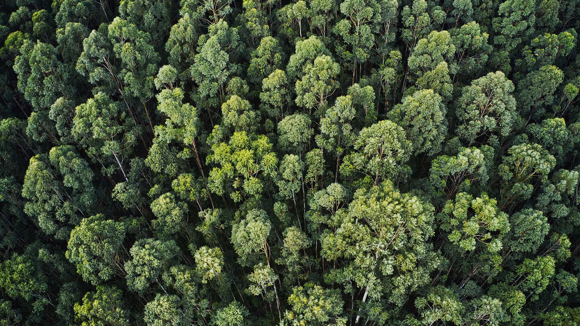 An overhead view of a large, green forest.