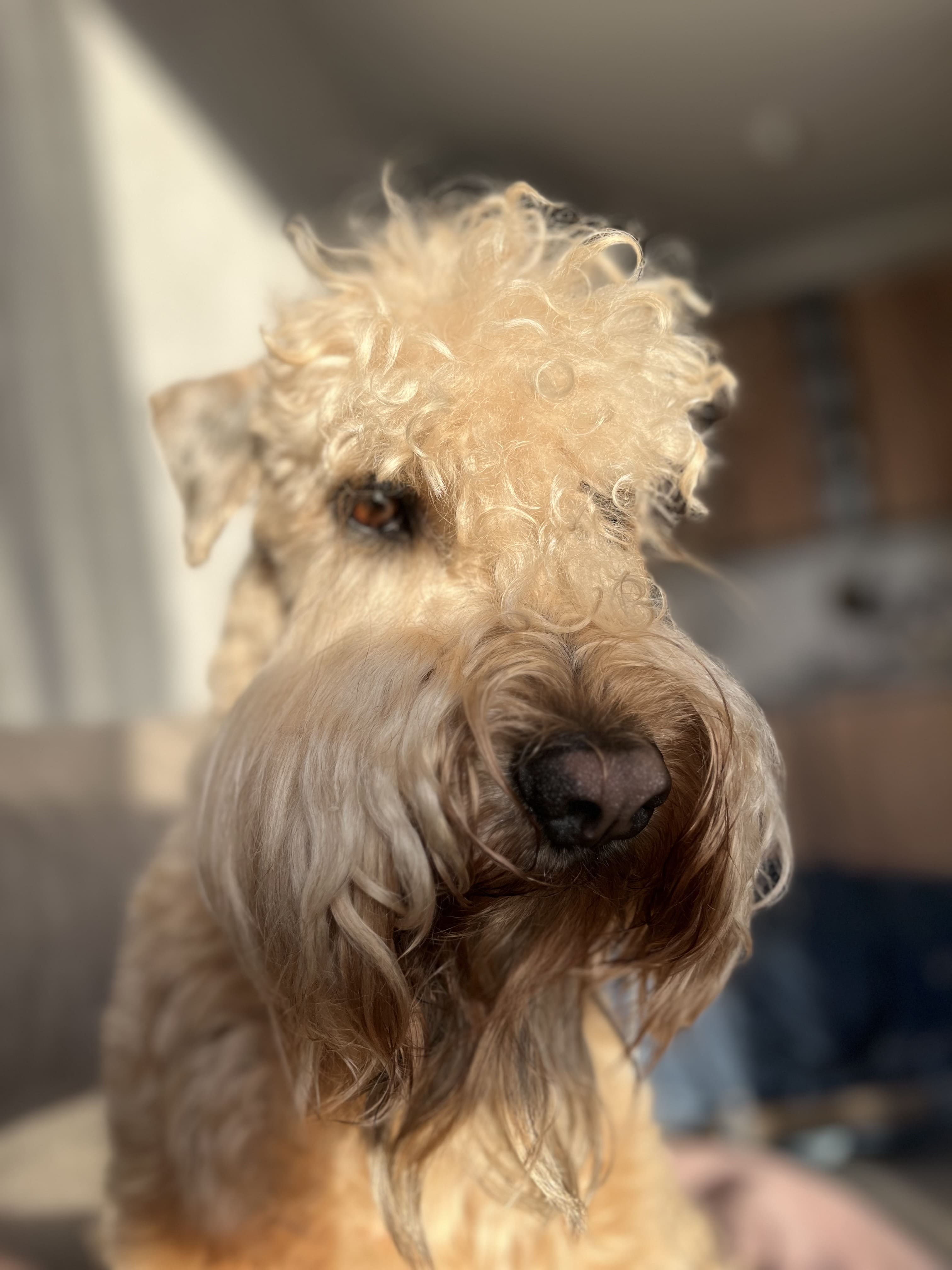 Daria N.'s pet photo