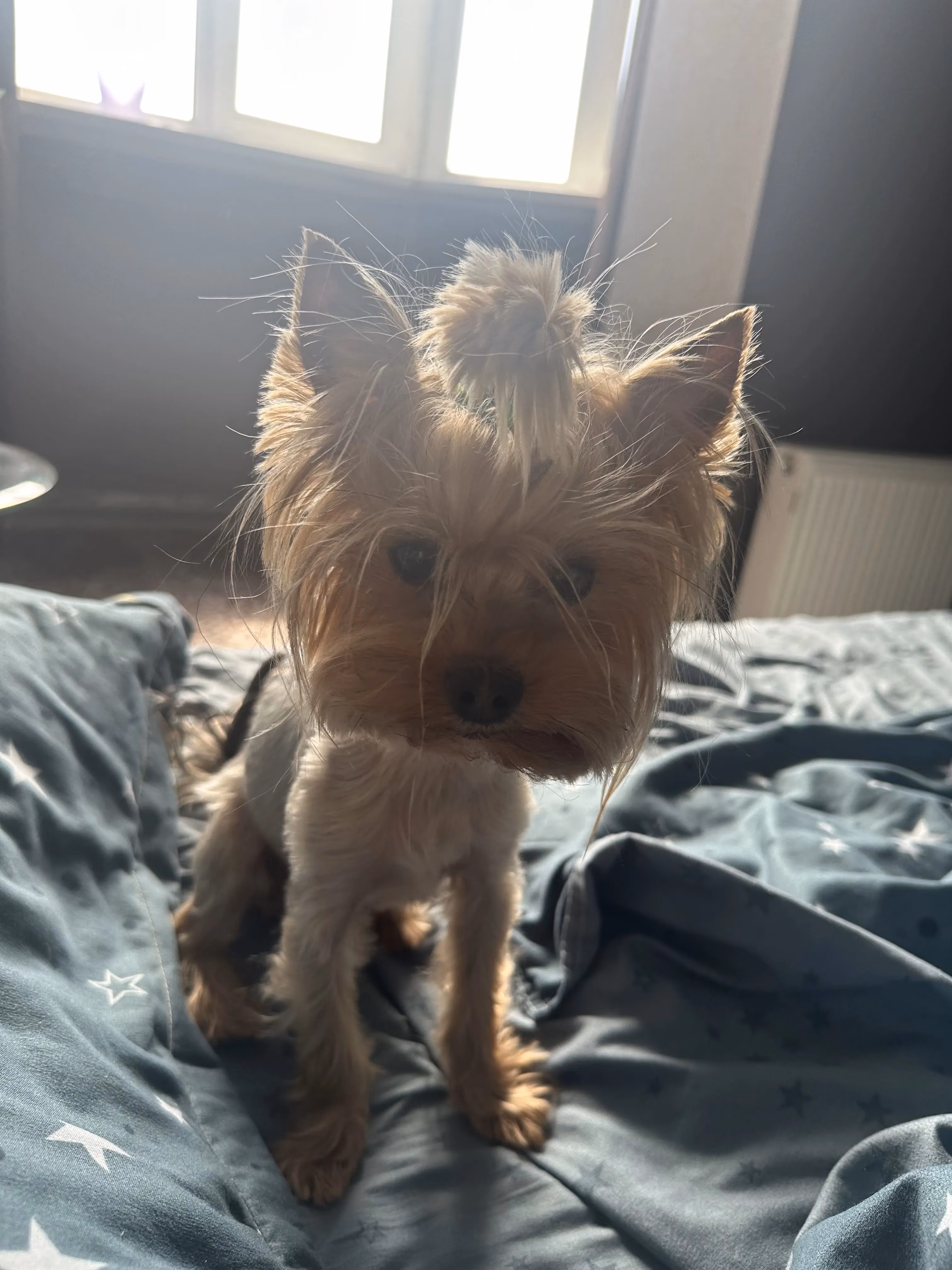 Inna K.'s pet photo
