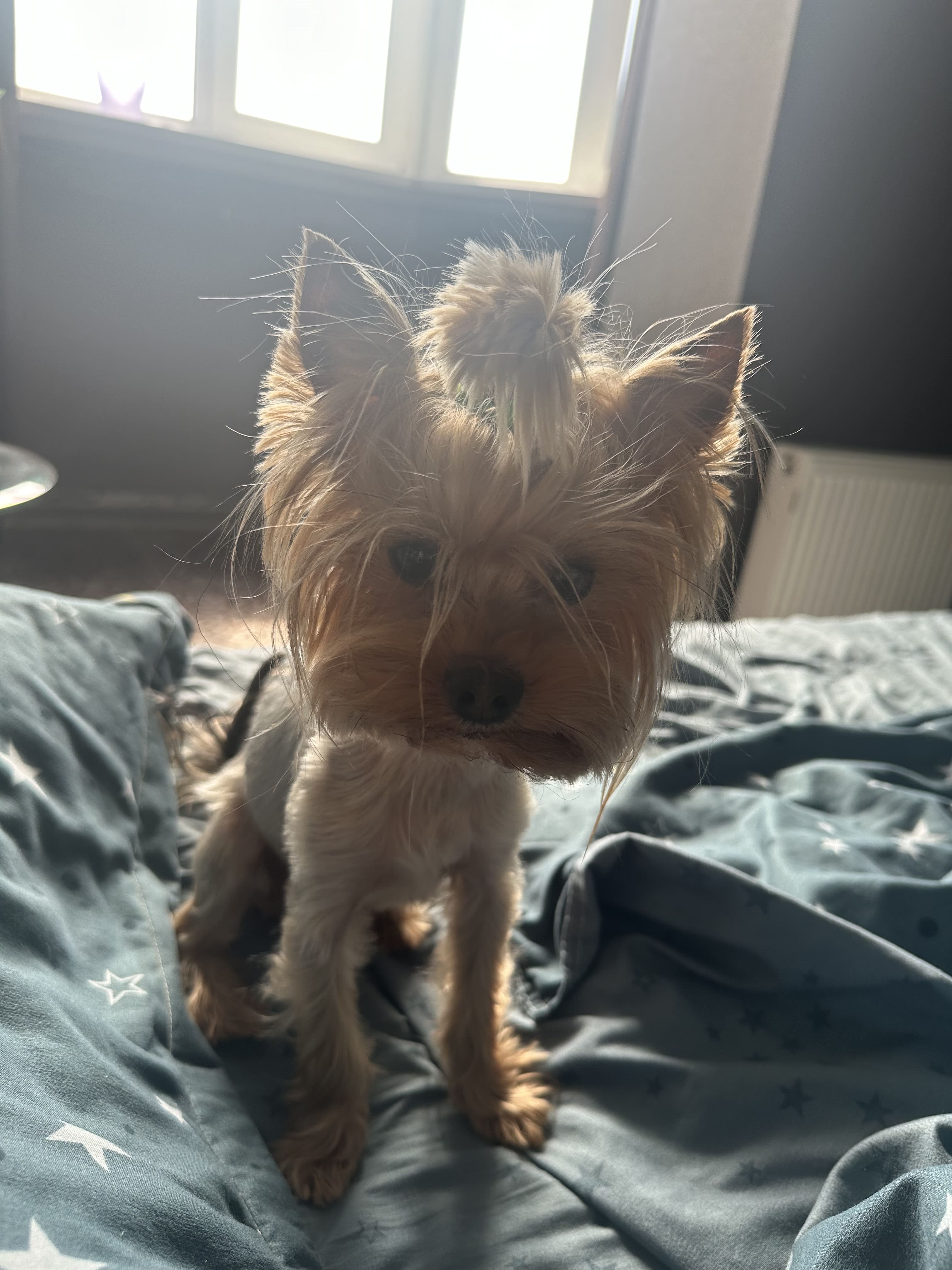 Inna K.'s pet photo