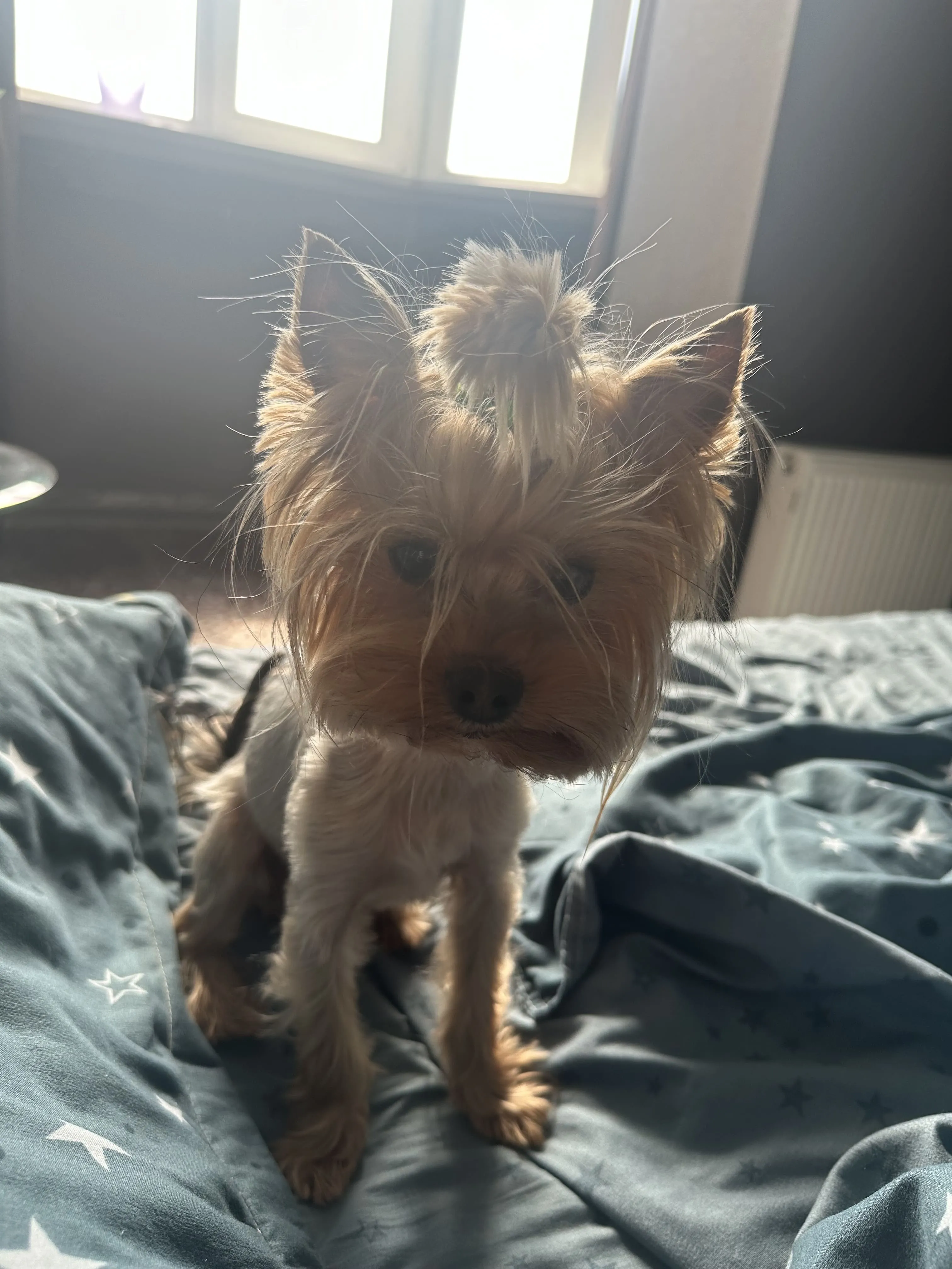 Inna K.'s pet photo