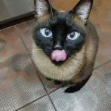 Mykyta K.'s pet photo