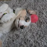 Veronika Z.'s pet photo