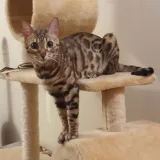 Victor I.'s pet photo