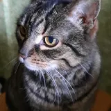 Oleksandr K.'s pet photo