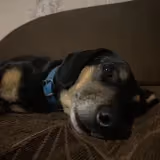 Roman P.'s pet photo