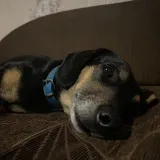 Roman P.'s pet photo