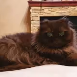 Maksym P.'s pet photo