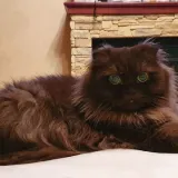 Maksym P.'s pet photo