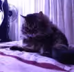 Vyacheslav M.'s pet photo