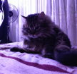Vyacheslav M.'s pet photo