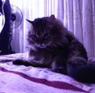 Vyacheslav M.'s pet photo