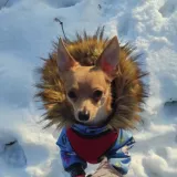 Illia B.'s pet photo