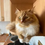 Anastasiia V.'s pet photo