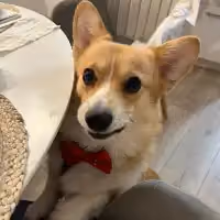 Dmytro V.'s pet photo
