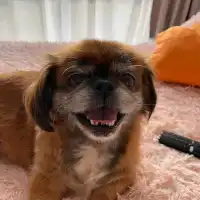 Oleksandr K.'s pet photo