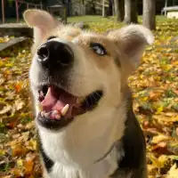 Yurii D.'s pet photo