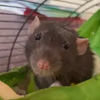 Serhii Z.'s pet photo