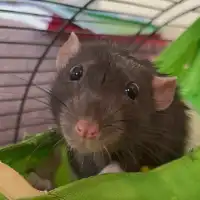 Serhii Z.'s pet photo