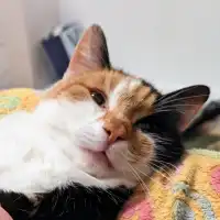 Yurii I.'s pet photo