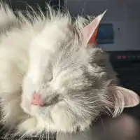 Vladyslav Sh.'s pet photo