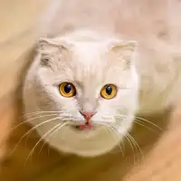 Oleksandr B.'s pet photo