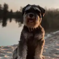 Ivan D.'s pet photo