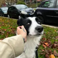 Kateryna S.'s pet photo