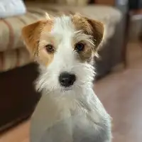 Ihor K.'s pet photo
