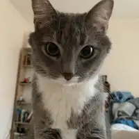 Ilay Sh.'s pet photo