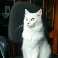 Bohdan K.'s pet
