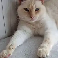 Andrii K.'s pet
