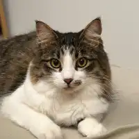 Anastasiia T.'s pet