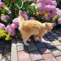 Anastasiia S.'s pet