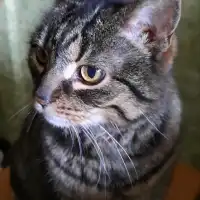 Alisa Z.'s pet
