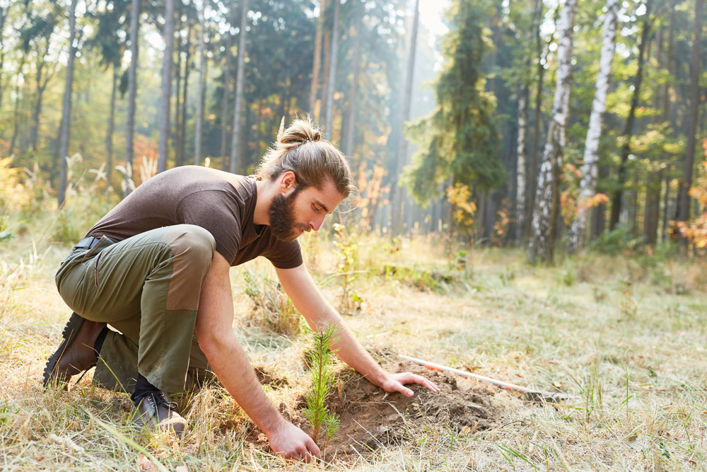 Man planting a tree