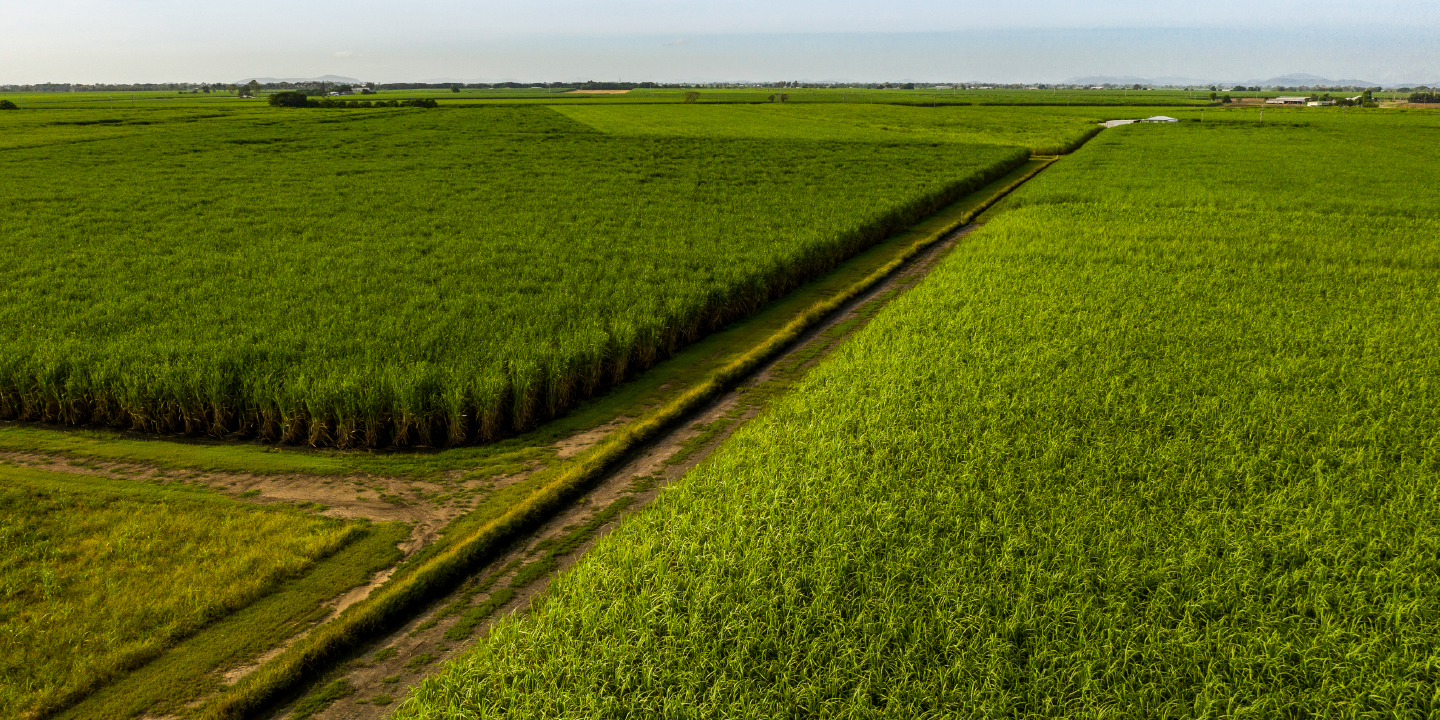 Image of cane crop growing in field