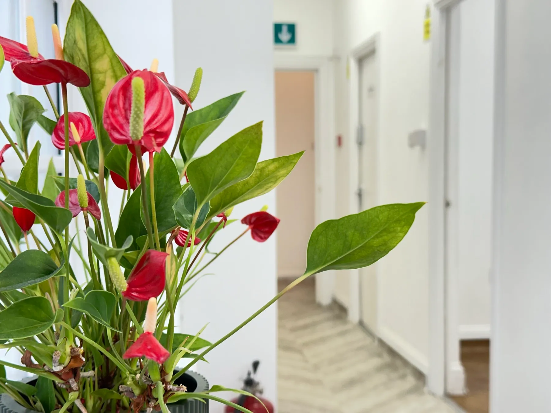 A bunch of flowers that are in a vase