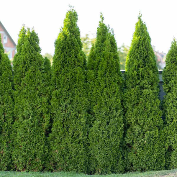 Arborvitae privacy screening trees at commercial property Ohio Valley