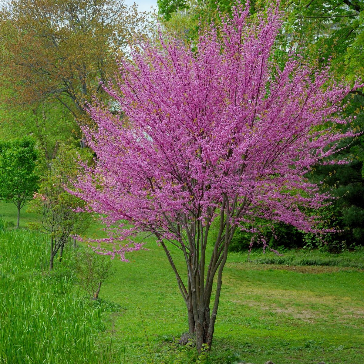 Eastern Redbud tree in bloom at commercial property Ohio Valley