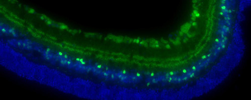 Microscopic image of a curved tissue section showing green fluorescent cells on the outer layer and blue fluorescent cells beneath them.