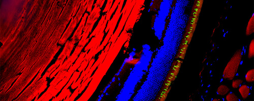 Microscopic image showing a red-stained tissue section on the left with adjacent blue-stained cells and a thin green fluorescent layer, highlighting cellular structures under fluorescence microscopy.