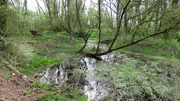 Oerbos in de Lobberdense Waard. 