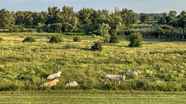 Een vertrouwd beeld vanaf de dijk: genietende grazers in de natuur.